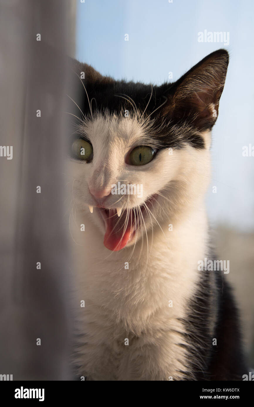 Black and white cat sitting on a windowsill making funny faces Stock Photo