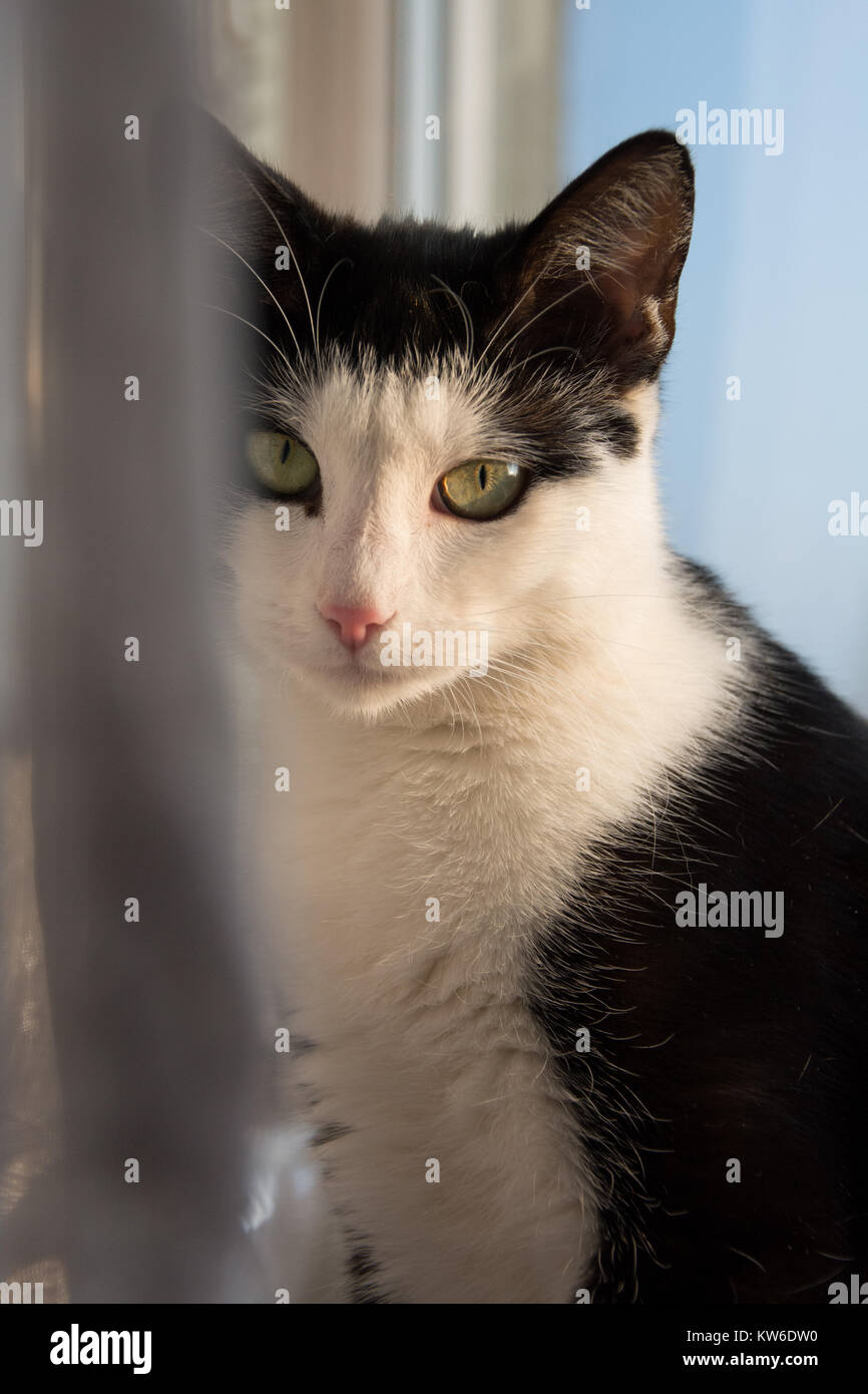 Portrait of a cute black and white cat sitting on a windowsill close to net curtain Stock Photo