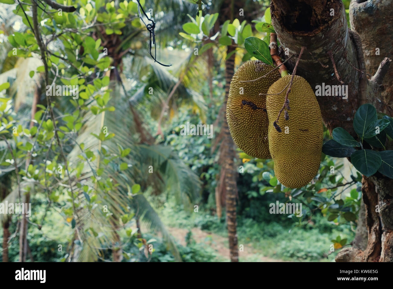 Big jackfruits on a tree in Indonesia Bali. Smelly and sweet tropical food Stock Photo