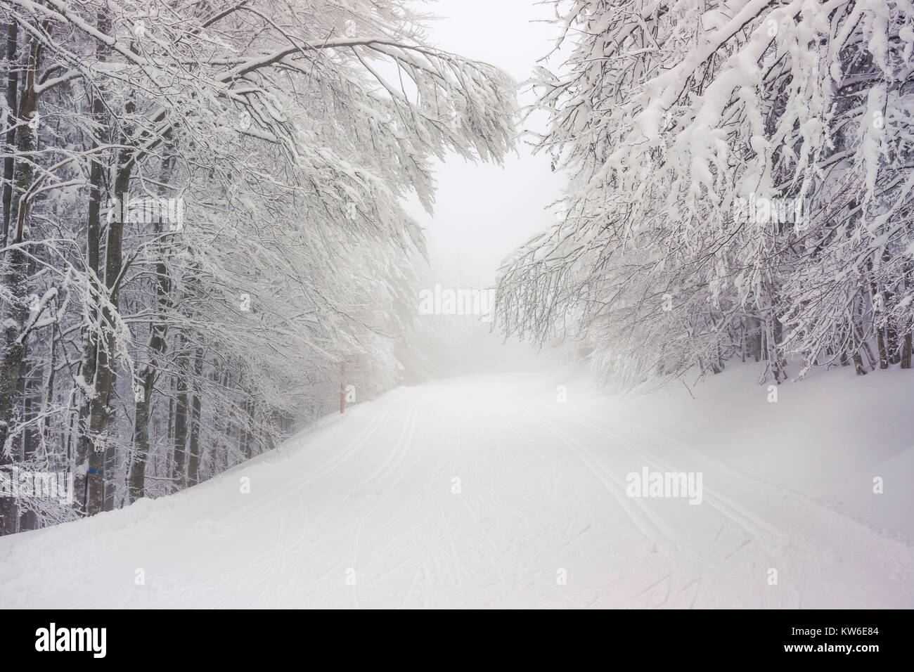 Road covered withsnow in a snowy and frozen forest on a foggy and moody day of winter in the Vosges Mountains, France. Stock Photo