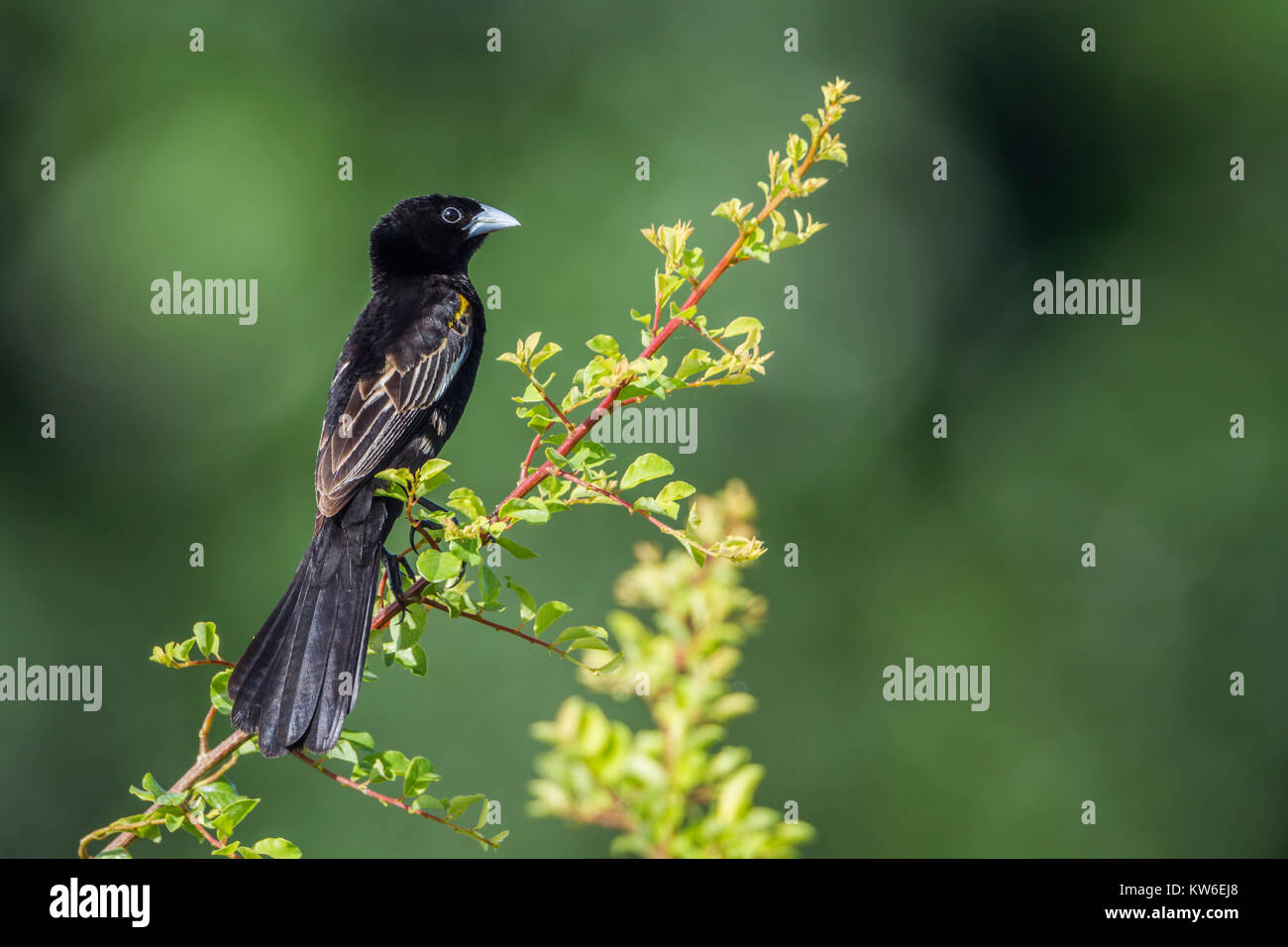 White-winged widowbird in Kruger National park, South Africa ;Specie Euplectes albonotatus family of Ploceidae Stock Photo