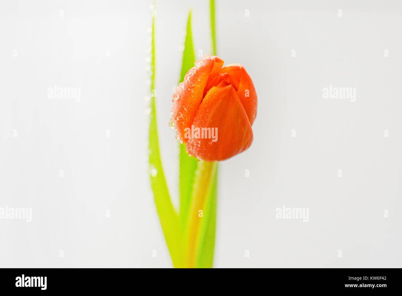 Simple, artistic photograph of an orange tulip posed gracefully against a modern background. Stock Photo