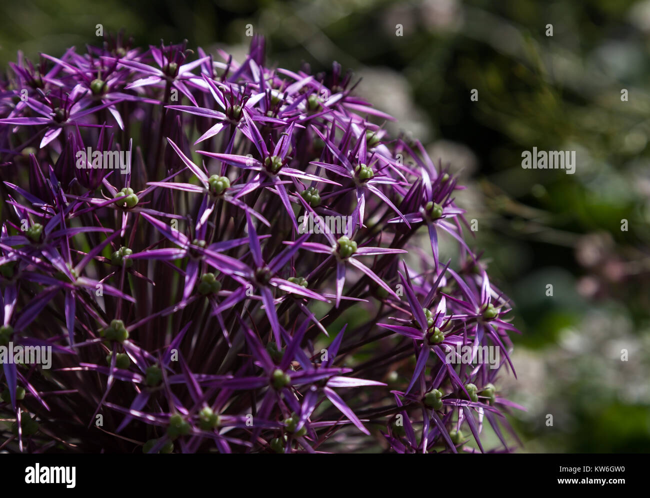 Close up of a large purple Allium flower head with star shaped flowers beginning to turn to seed Stock Photo