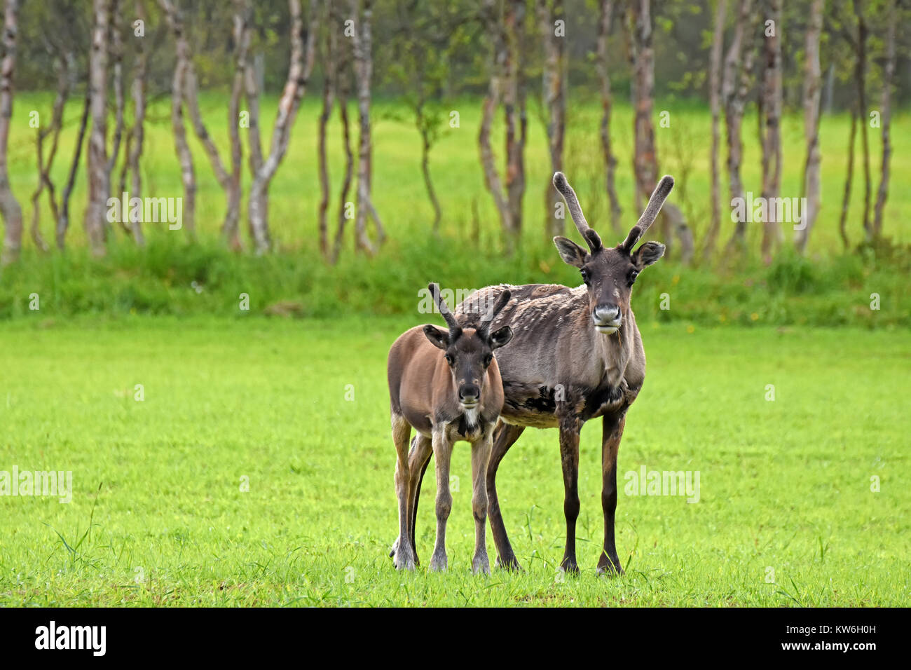 Raindeer High Resolution Stock Photography and Images - Alamy