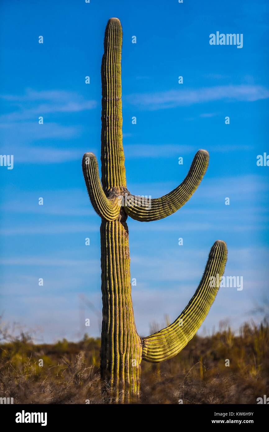 Bosque de Sahuaros matorral espinoso, pitaya, Pitahaya y demas especies de plantas de Cactus característicos de los valles , planicies, cerros y sierr Stock Photo