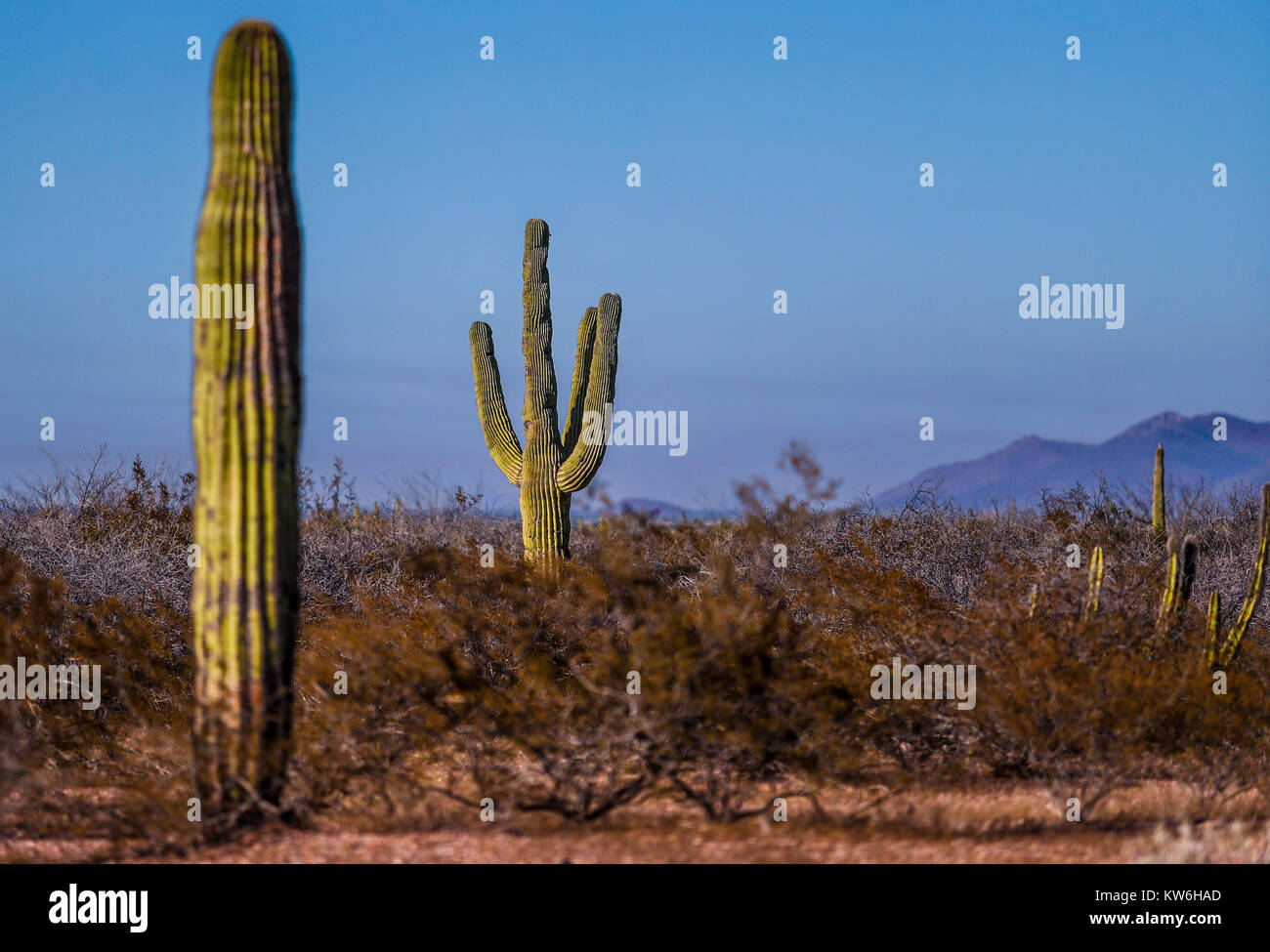 Bosque de Sahuaros matorral espinoso, pitaya, Pitahaya y demas especies de plantas de Cactus característicos de los valles , planicies, cerros y sierr Stock Photo