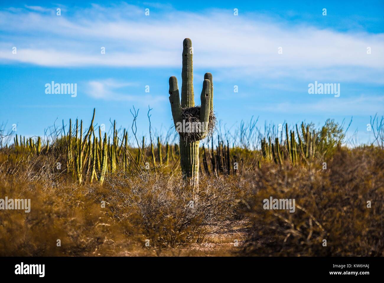 Bosque de Sahuaros matorral espinoso, pitaya, Pitahaya y demas especies de plantas de Cactus característicos de los valles , planicies, cerros y sierr Stock Photo