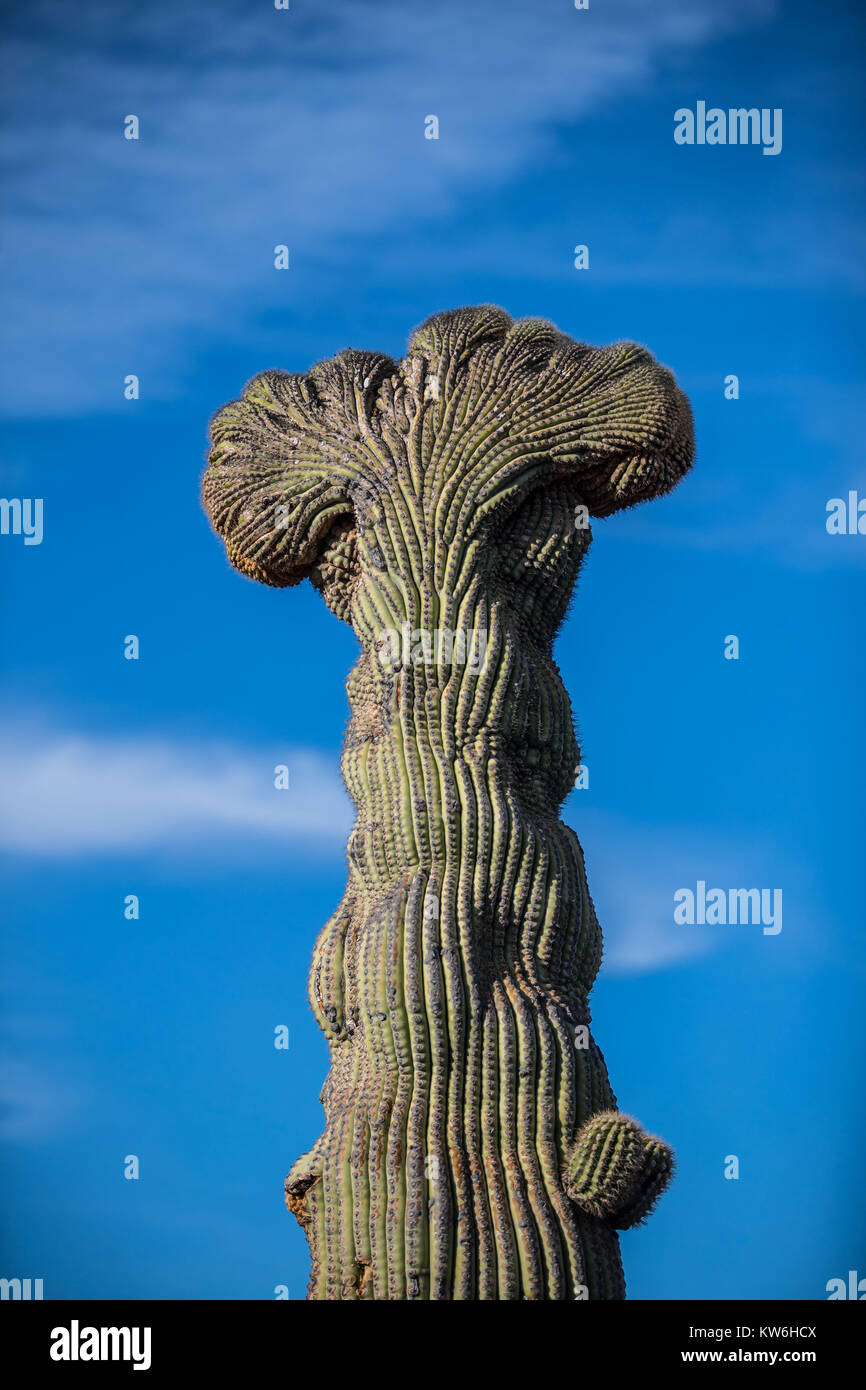 Detalle de Cactus que formaparte de un bosque de Sahuaros y matorral espinoso y demas especies de plantas característicos de los valles, planicies d Stock Photo