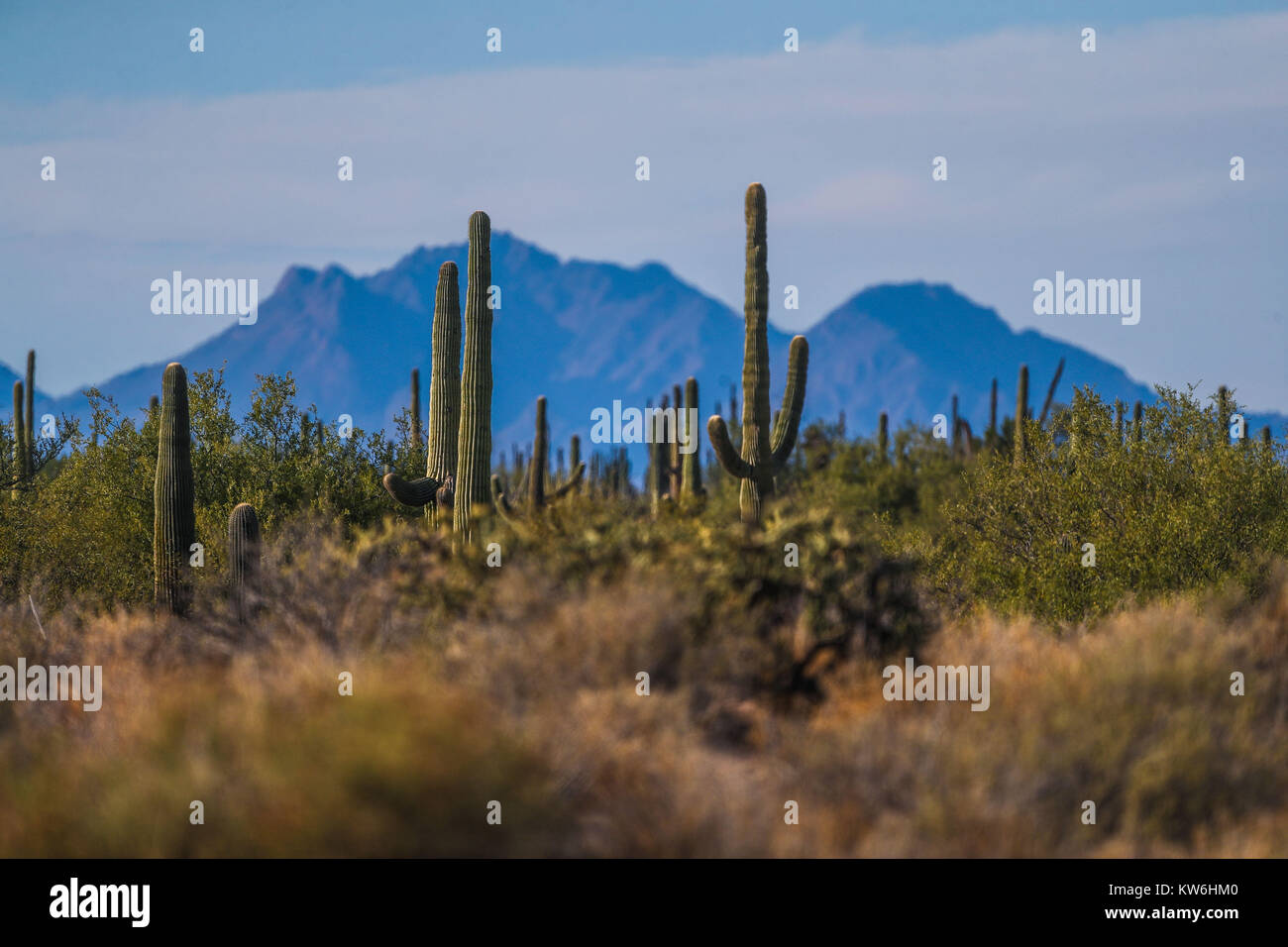 Road, towers and electric light poles crossing the landscape and mountains of the Sonoran desert. Sahuaros, Cactus species, thorn scrub. Punta Chueca Stock Photo