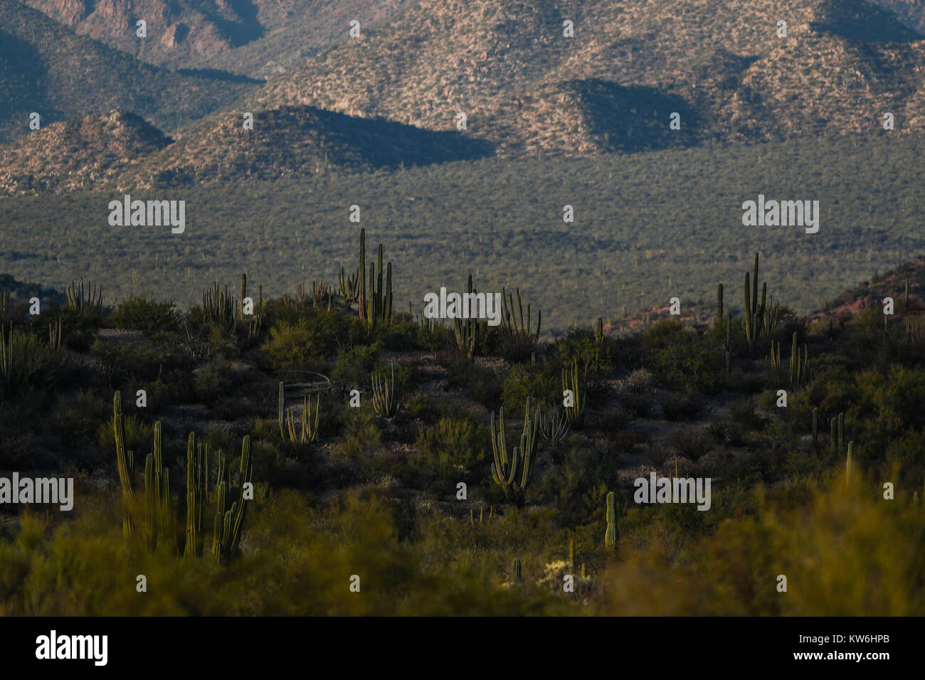 Paisaje y montaña del desierto de Sonora Mexico. Sahuaros, Pitahaya, y otras especies de Cactus y matorrales espinos en Kino y Punta Chueca. Seri Stock Photo