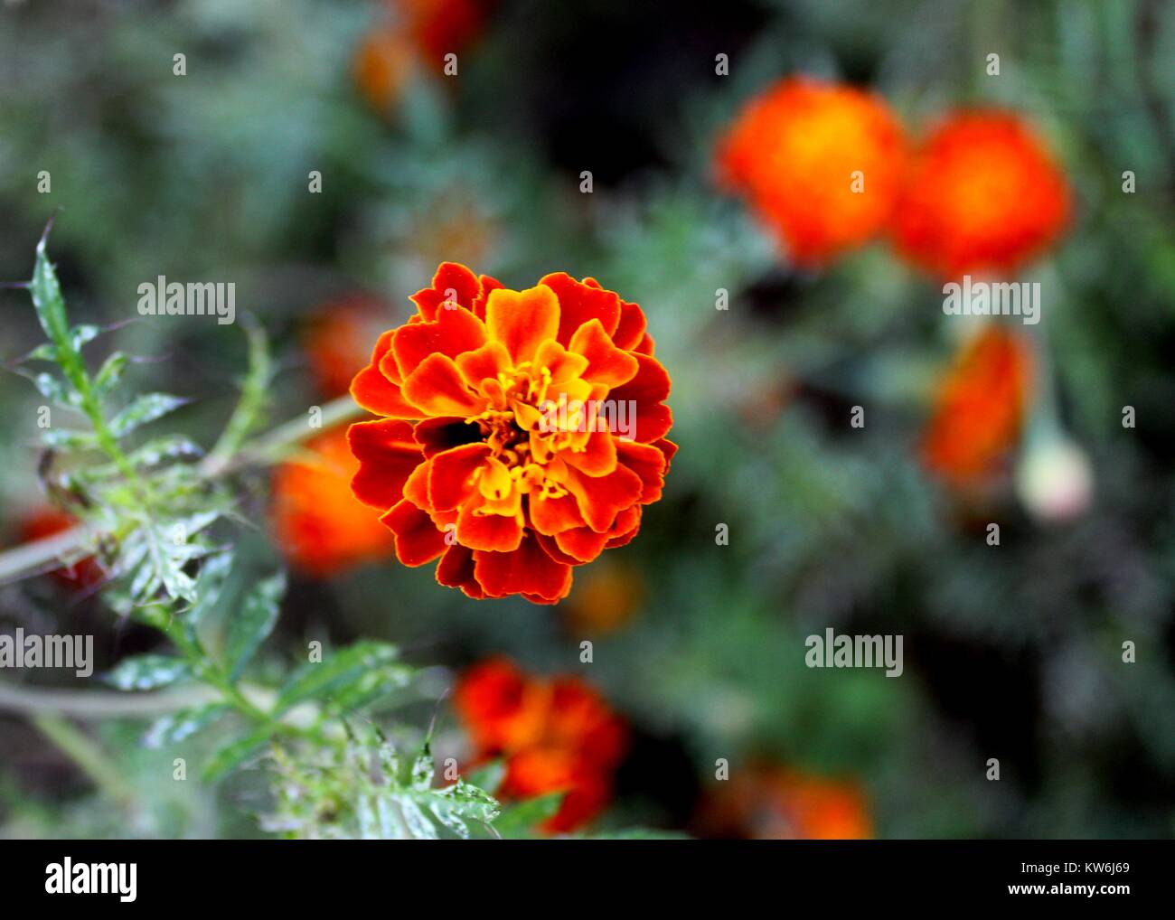 macro - close-up view of  beautiful yellow - orange color french marigold - Tagetes patula - flower - petals in a bungalow garden Stock Photo