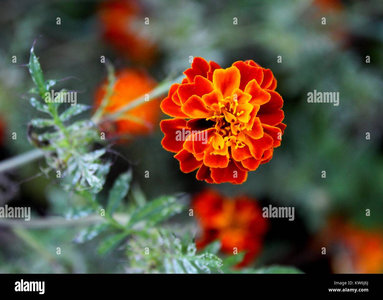 macro - close-up view of  beautiful yellow - orange color french marigold - Tagetes patula - flower - petals in a bungalow garden Stock Photo