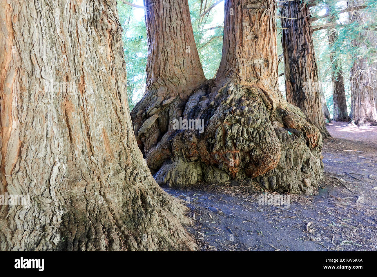 A Grove of California Redwoods planted in Warburton, Australia a very long time ago! Stock Photo