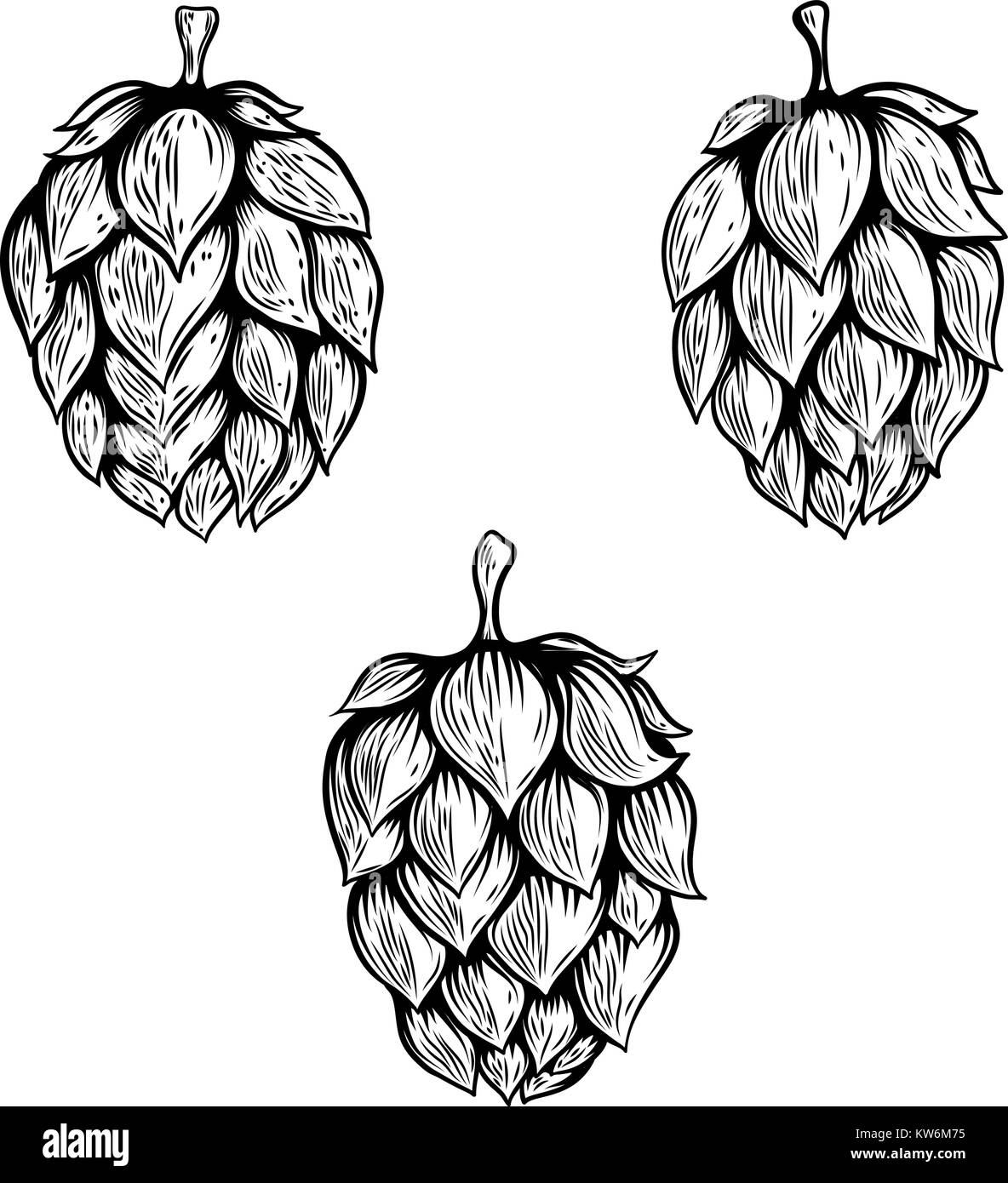 Set of hand drawn beer hop illustrations. Design element for logo, label, emblem, sign. Vector illustration Stock Vector