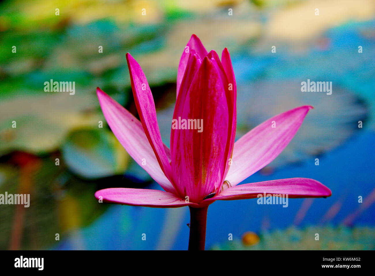 A Water Lily Composition in full colours on the water Stock Photo