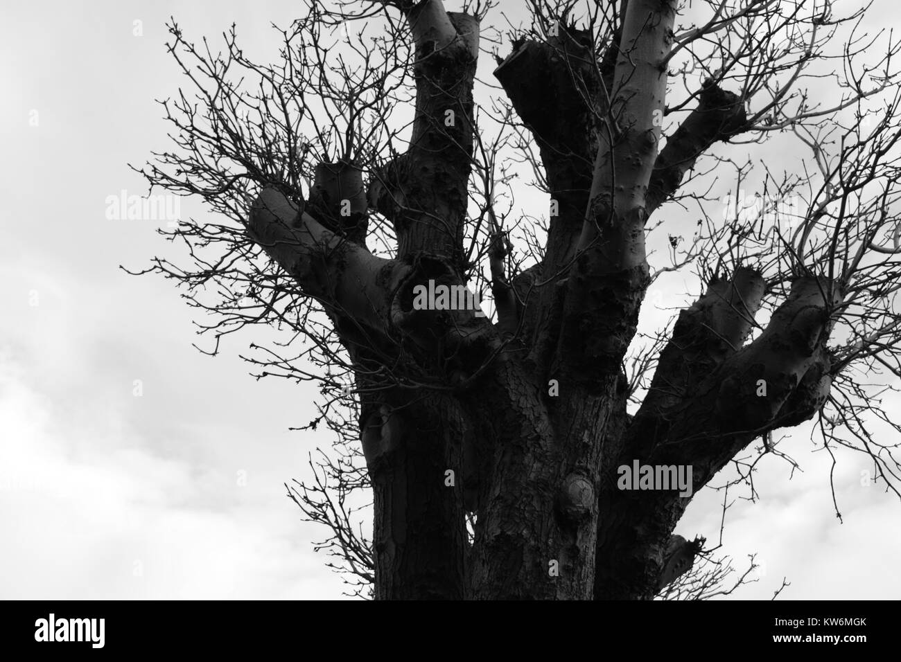 Beauty for nature Black and White Stock Photos & Images - Alamy