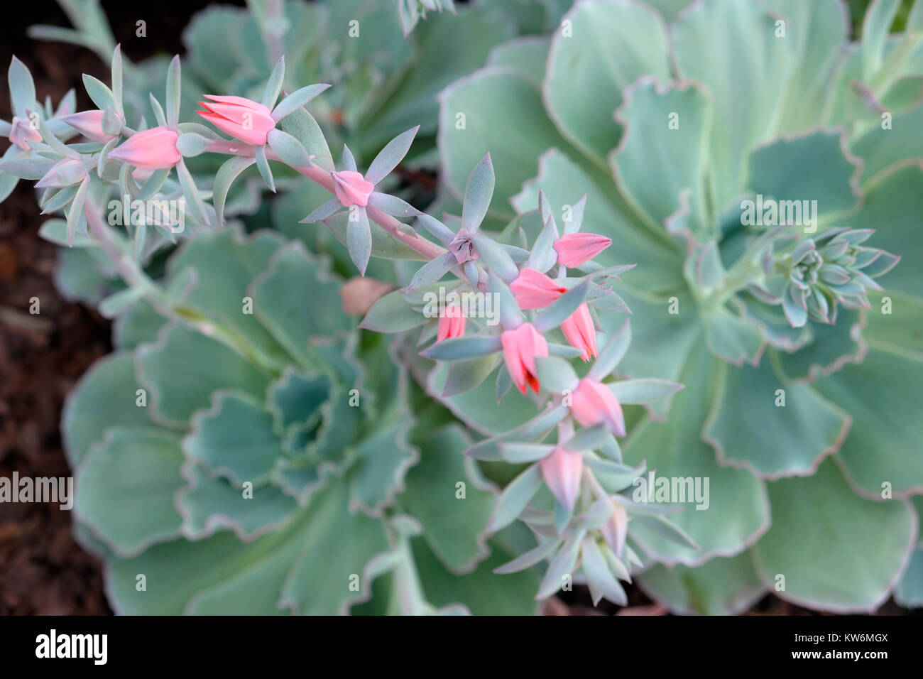 Echeveria Curly Locks drought resistant grey leaved plant in flower with pink flowers growing in a garden Los Angeles, LA California USA  KATHY DEWITT Stock Photo