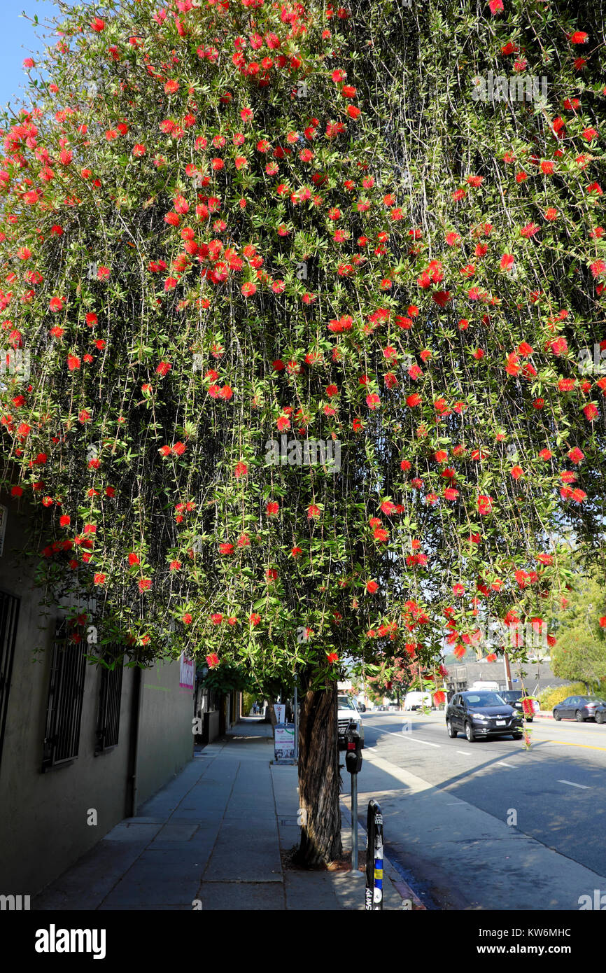 Red Flowers Blossoming On Eucalyptus Gum Tree Growing On Street In Fall In The Silver Lake Neighborhood Of Los Angeles California Usa Kathy Dewitt Stock Photo Alamy