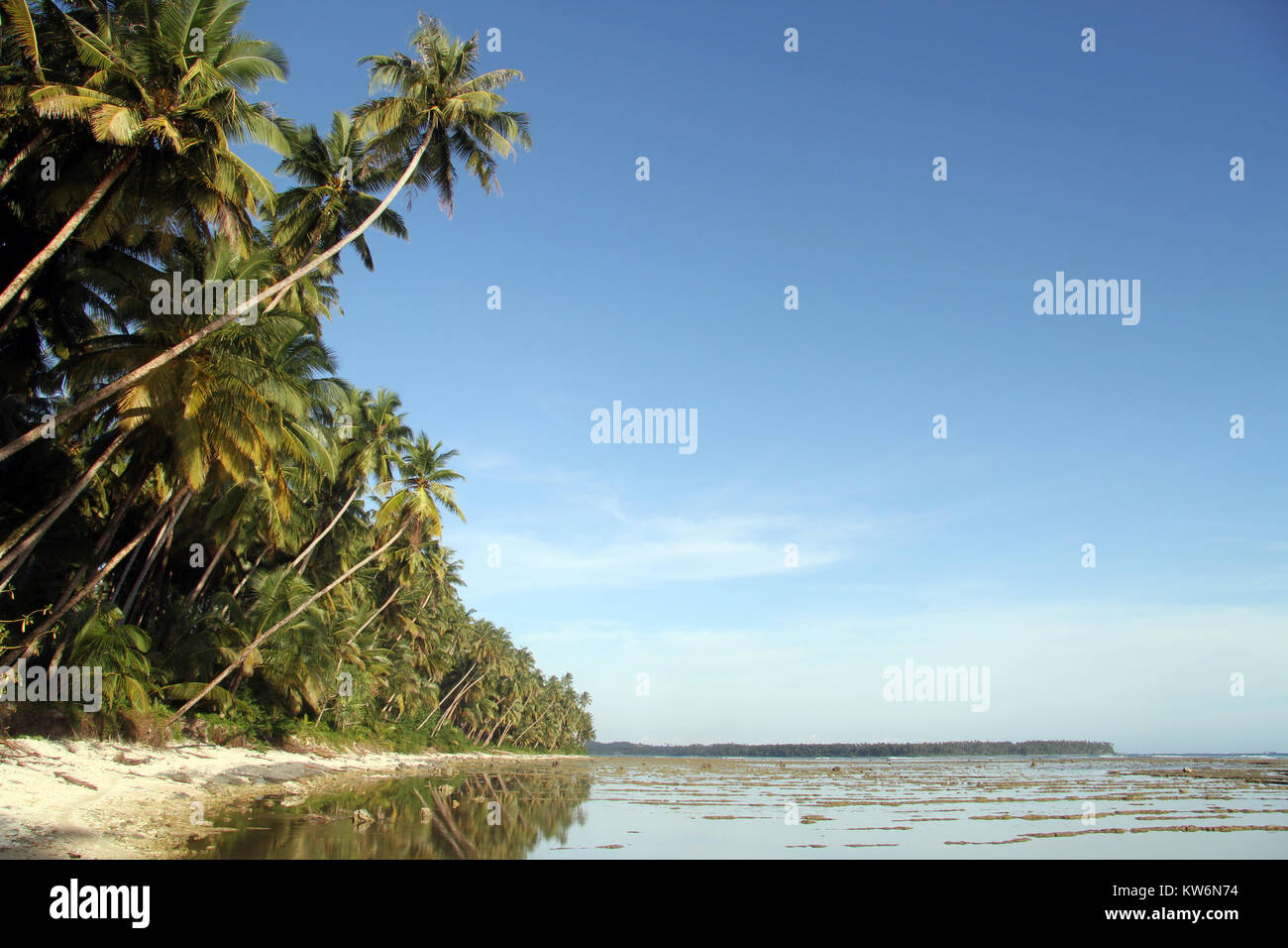 Palm trees on the Pantai Sorak beach in Nias, Indonesia Stock Photo