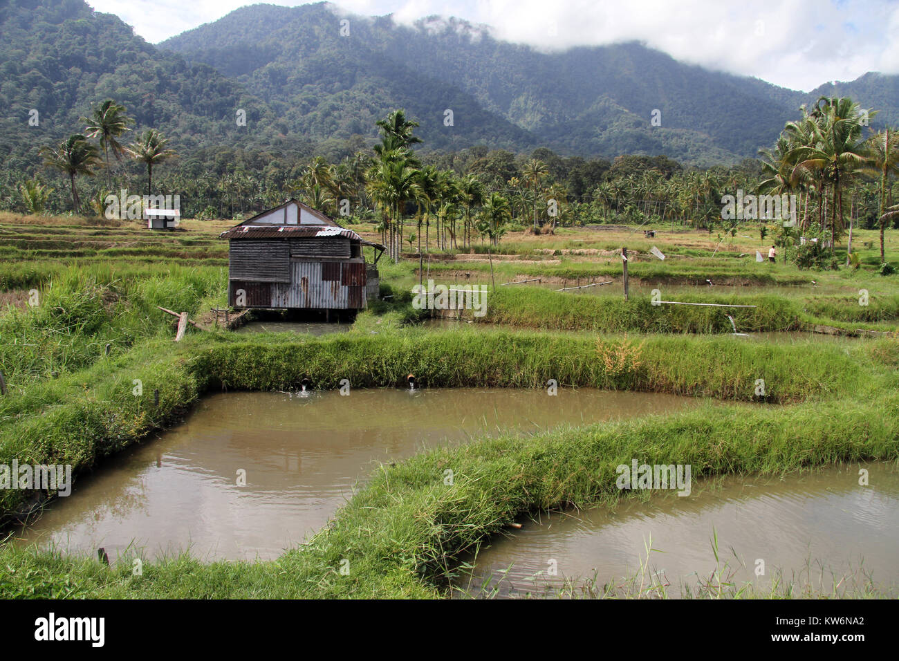 Rice fields and ponds near mountain in Indonesia Stock Photo - Alamy