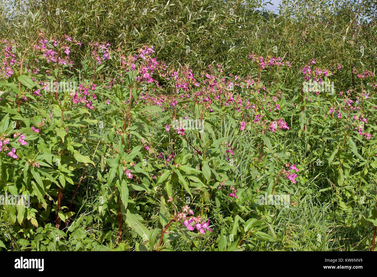 Indisches Springkraut, Drüsiges Springkraut, Impatiens glandulifera, Himalayan Balsam, Policeman`s Helmet Stock Photo