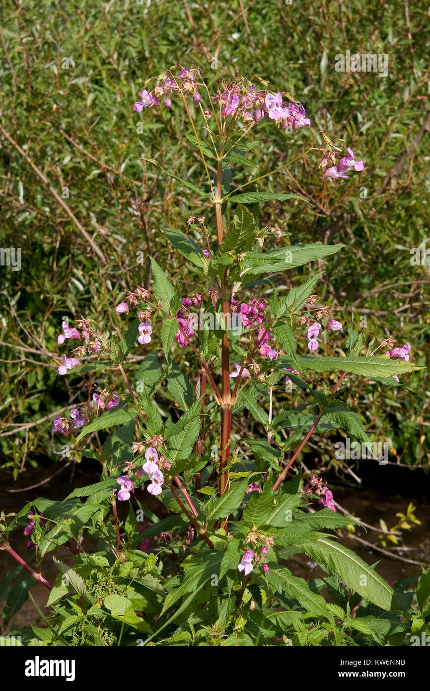 Indisches Springkraut, Drüsiges Springkraut, Impatiens glandulifera, Himalayan Balsam, Policeman`s Helmet Stock Photo
