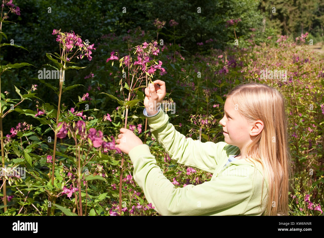 Indisches Springkraut, Drüsiges Springkraut, Mädchen lässt die Springfrüchte, Springfrucht platzen, Impatiens glandulifera, Himalayan Balsam, Policema Stock Photo