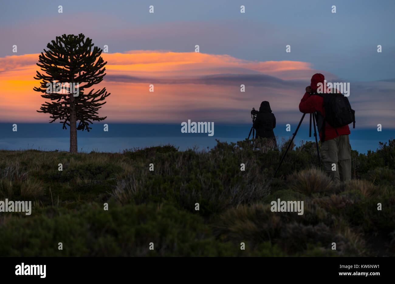 Araucarias en la Araucania / arbol Araucania / Araucaria tree Stock Photo