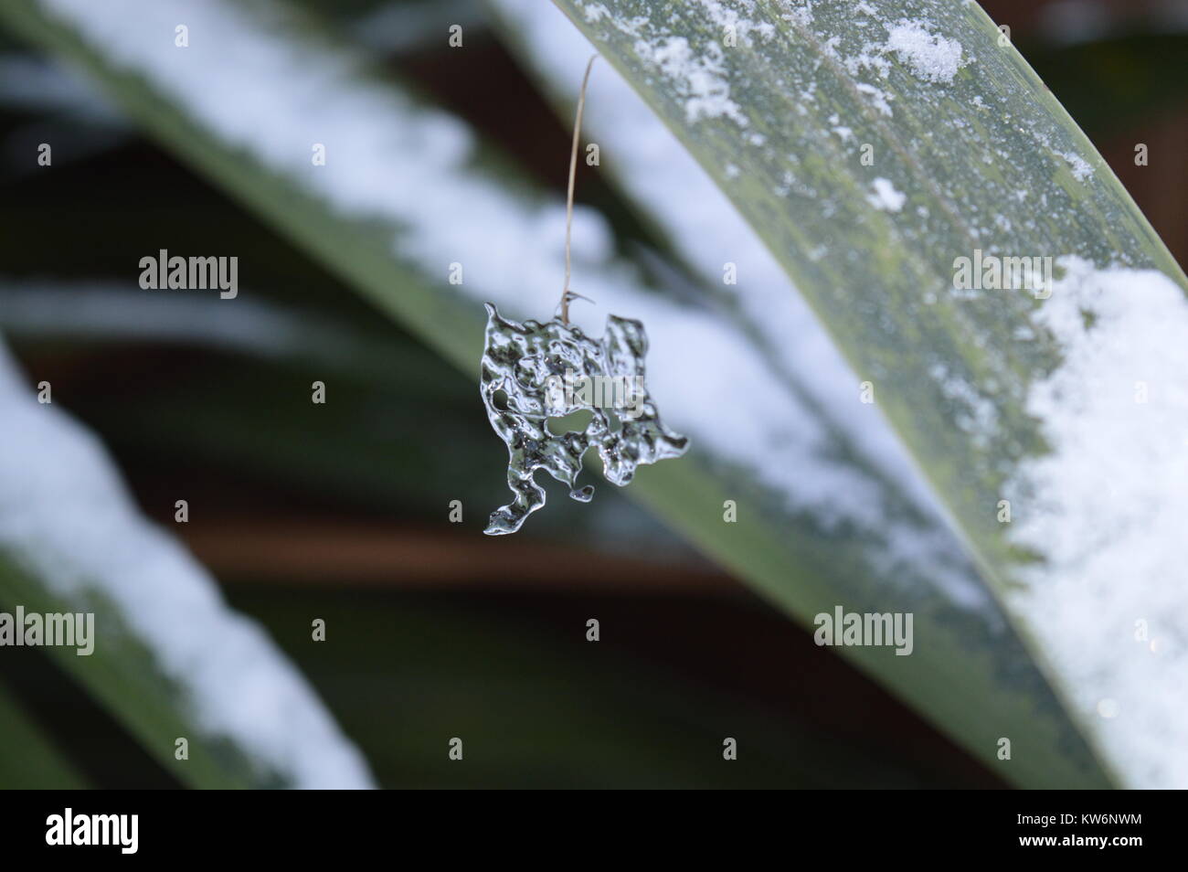 Snow and ice on palm leaf with an icicle in Winter Stock Photo