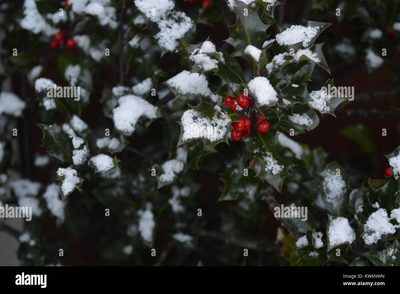 Snow on hollybush with berries in Winter Stock Photo