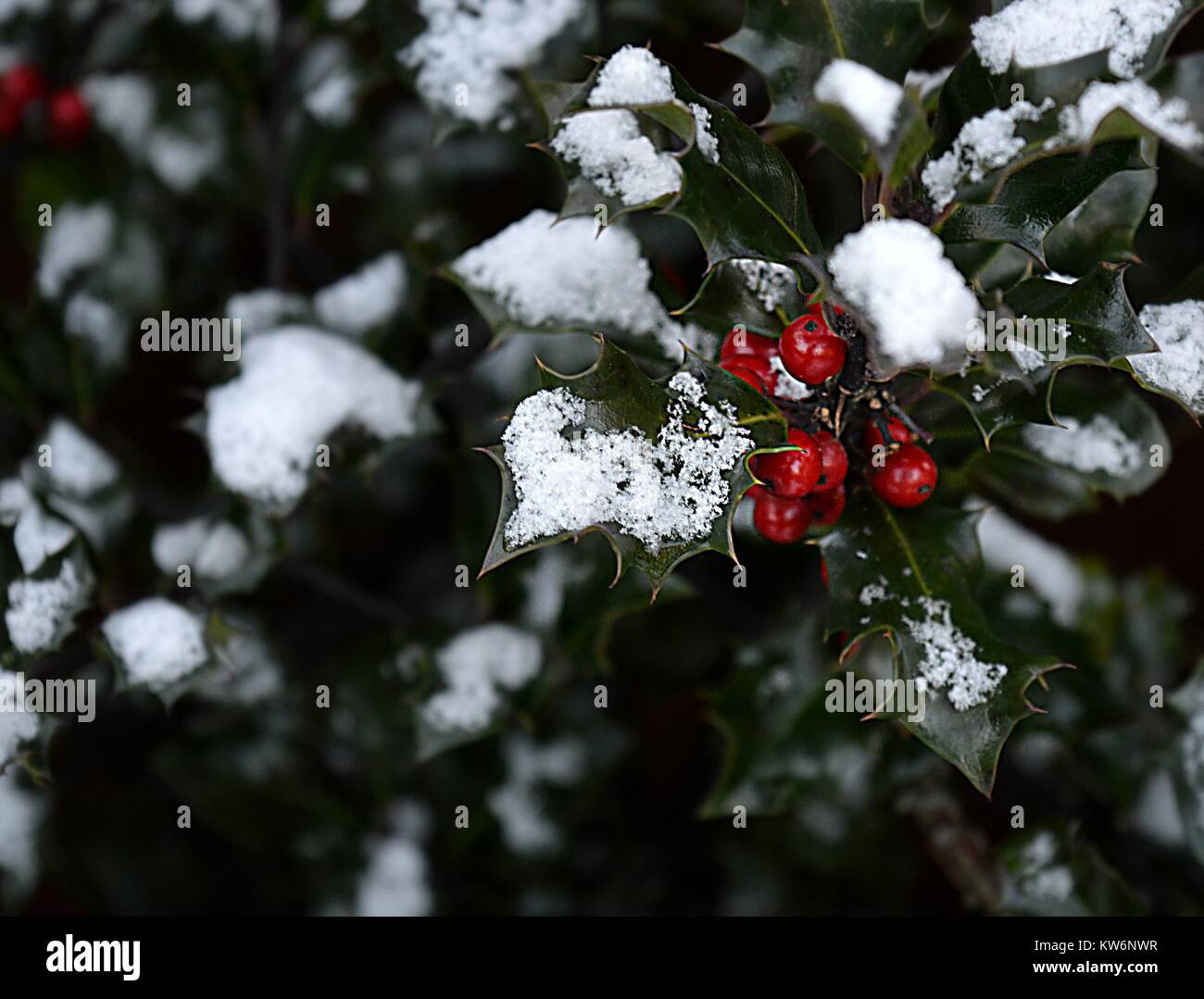 Snow on hollybush with berries in Winter Sutton Coldfield Garden Stock Photo