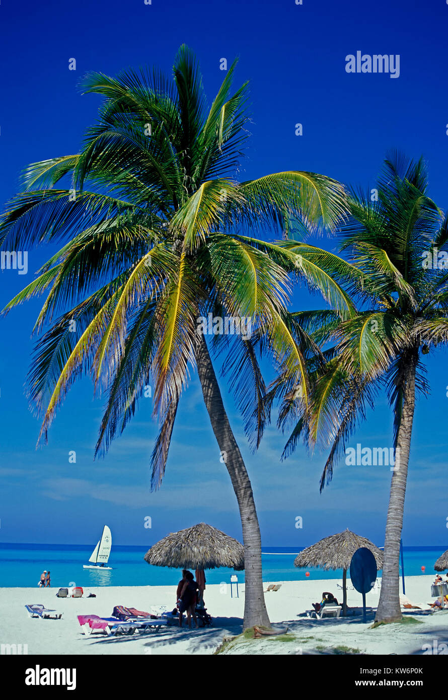 Palms at  Cayo Coco beach, Cuba Stock Photo
