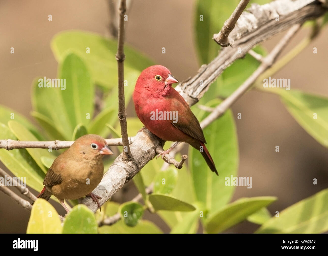 red-billed firefinch Lagonosticta senegala pair of adults preched in tree, Gambia Stock Photo