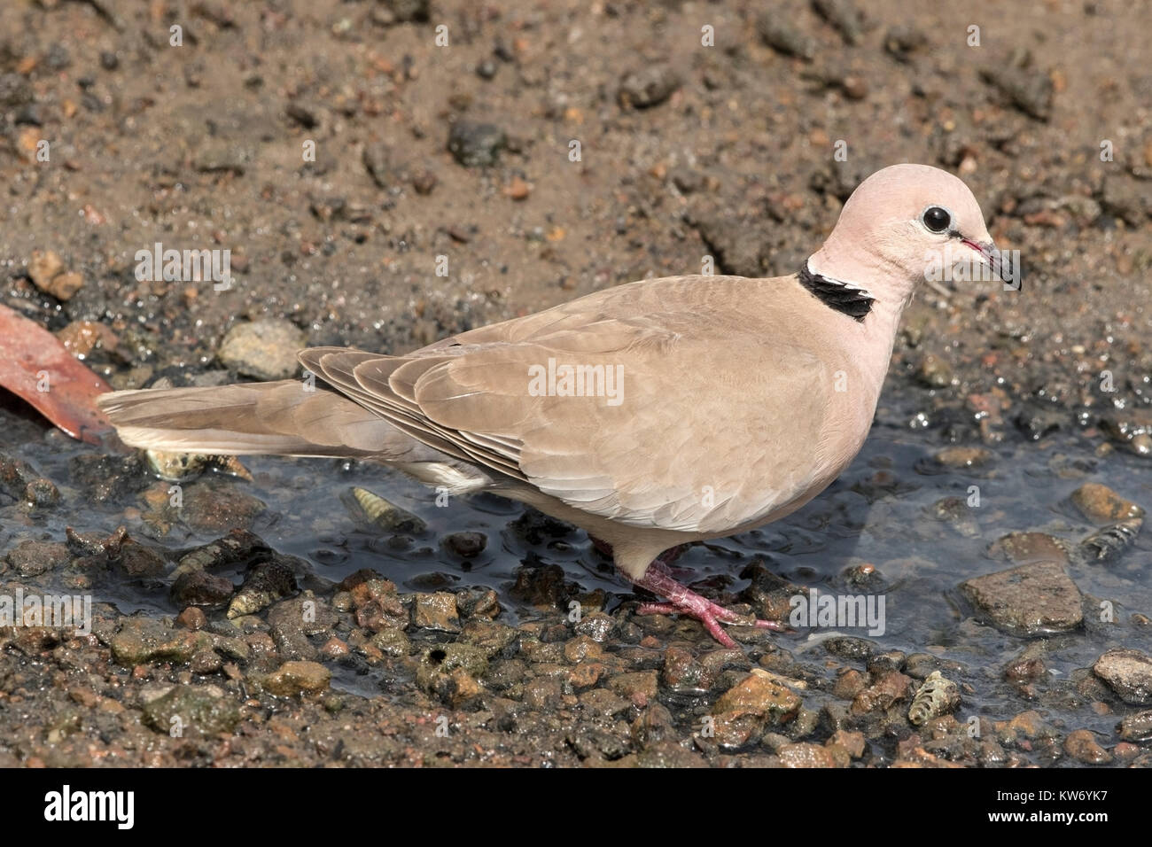 African collared dove hires stock photography and images Alamy
