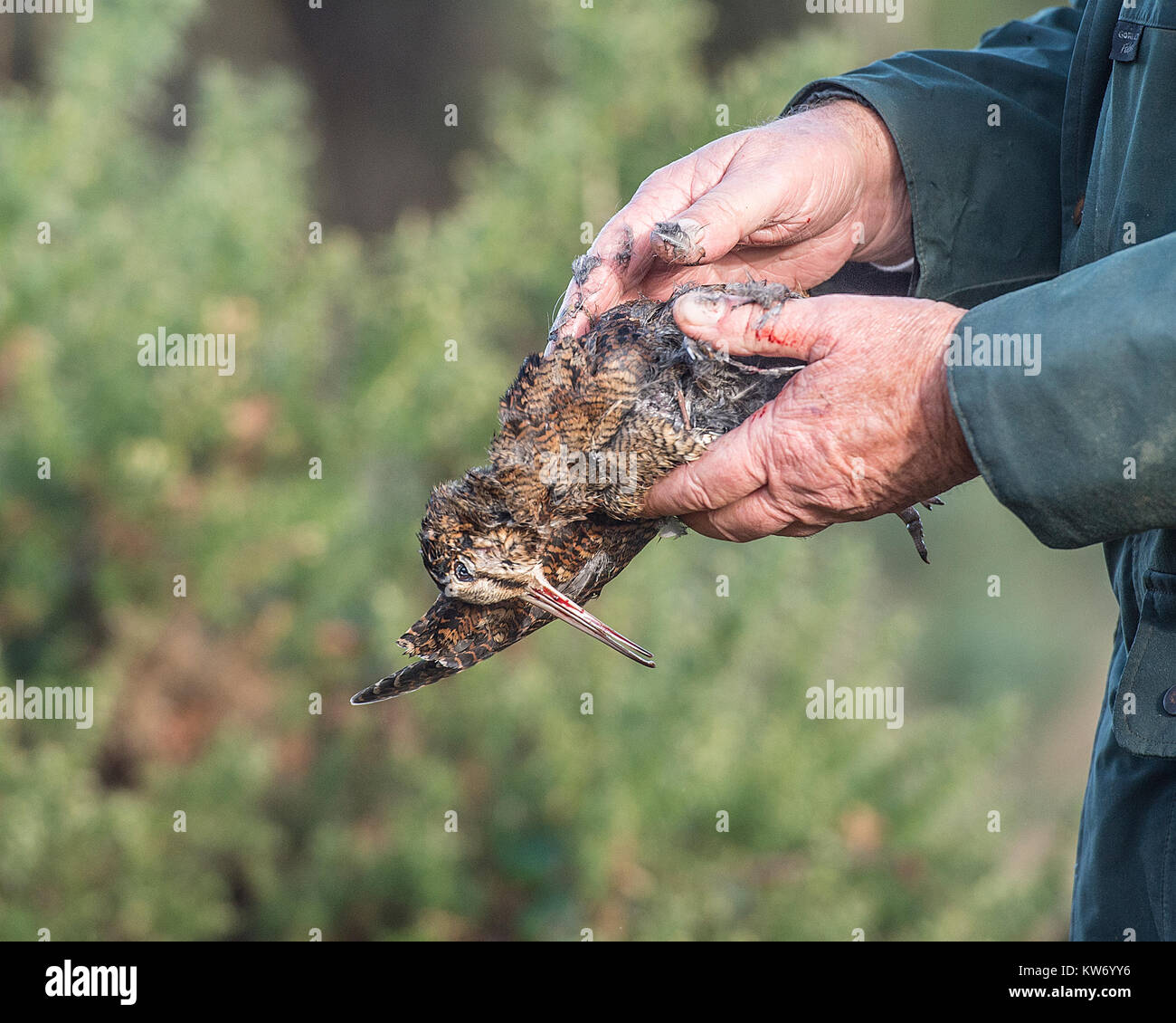 man holding dead woodcock bird Stock Photo