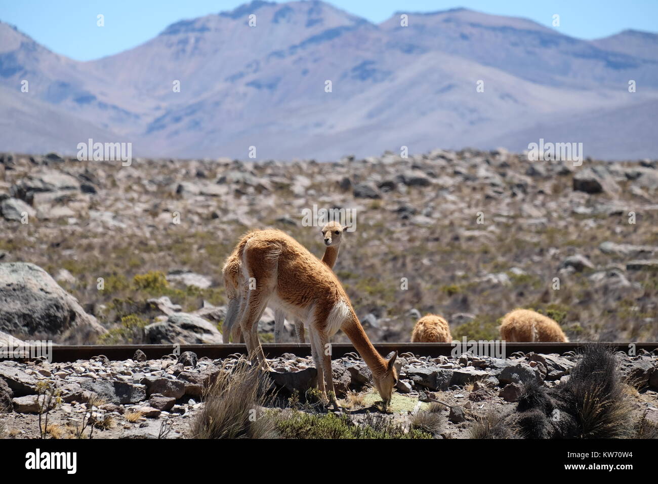 Vicunas in Peru Stock Photo