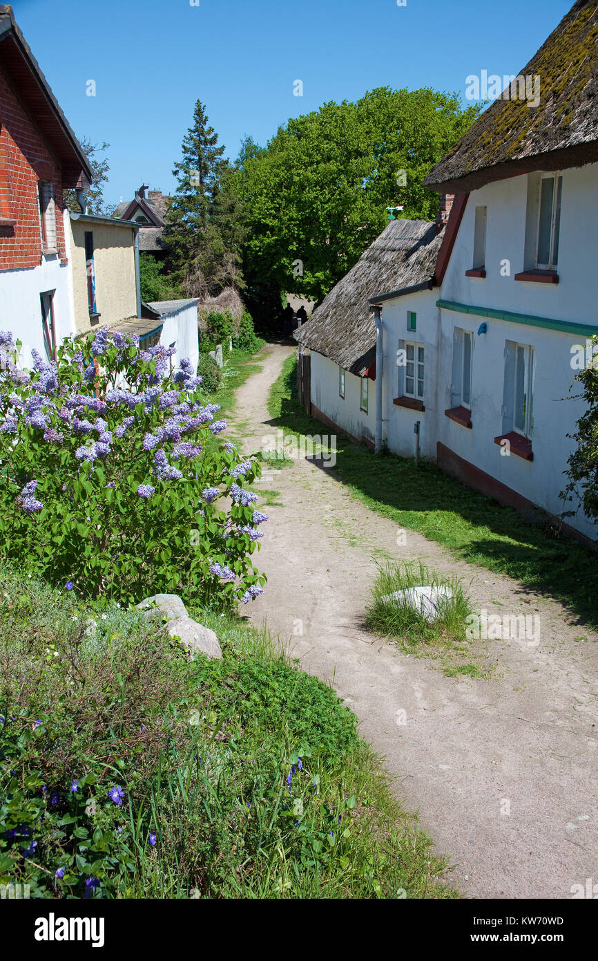 Path between thatched-roof houses at the village Ahrenshoop, Fishland, Mecklenburg-Western Pomerania, Baltic Sea, Germany, Europe Stock Photo