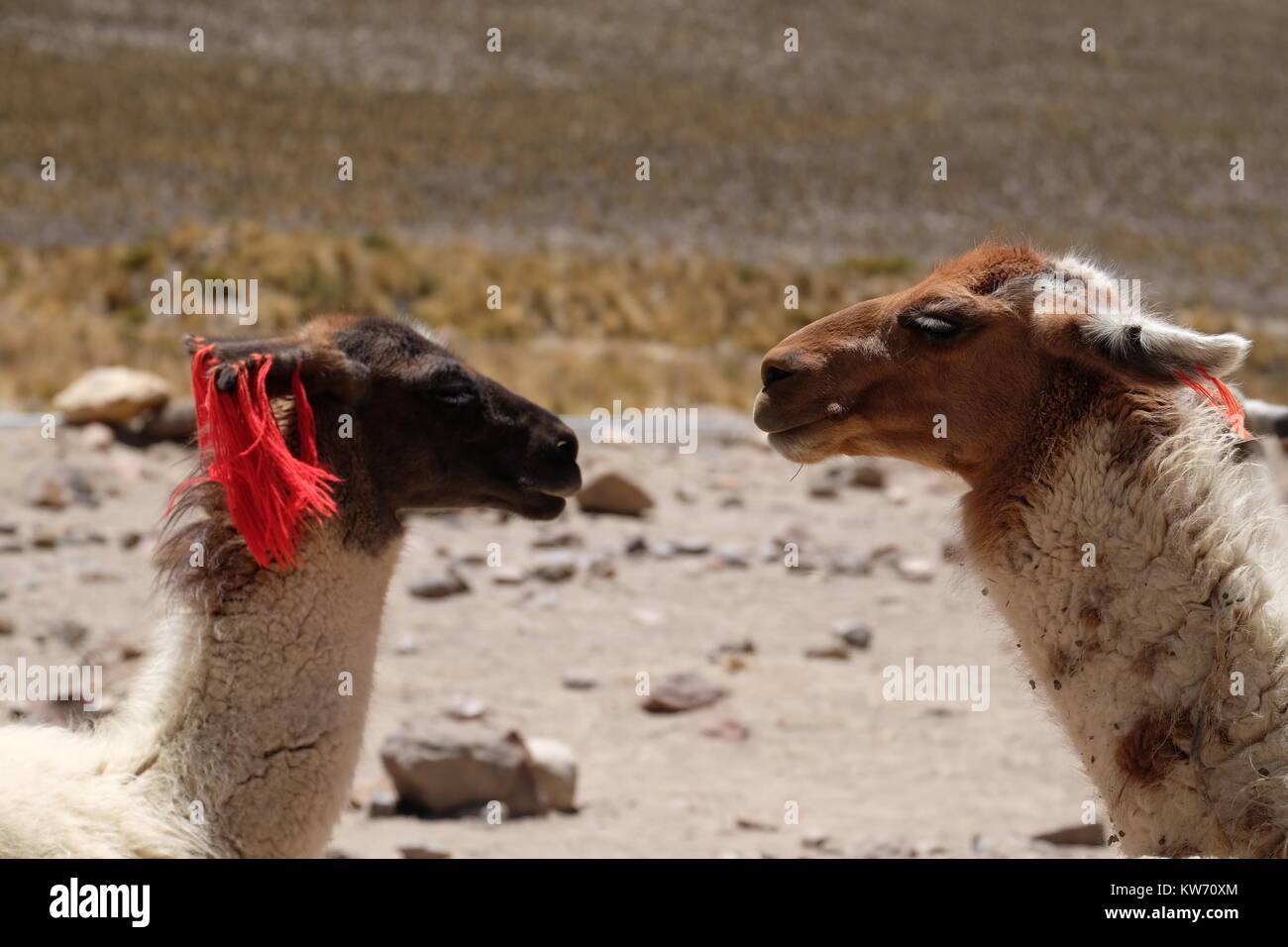 Close up of the faces of two lamas in Peru Stock Photo