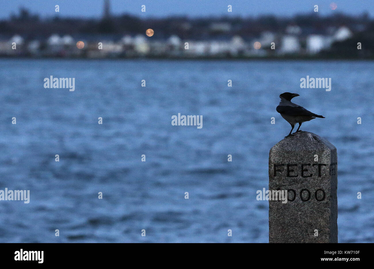Bull crow hi-res stock photography and images - Alamy