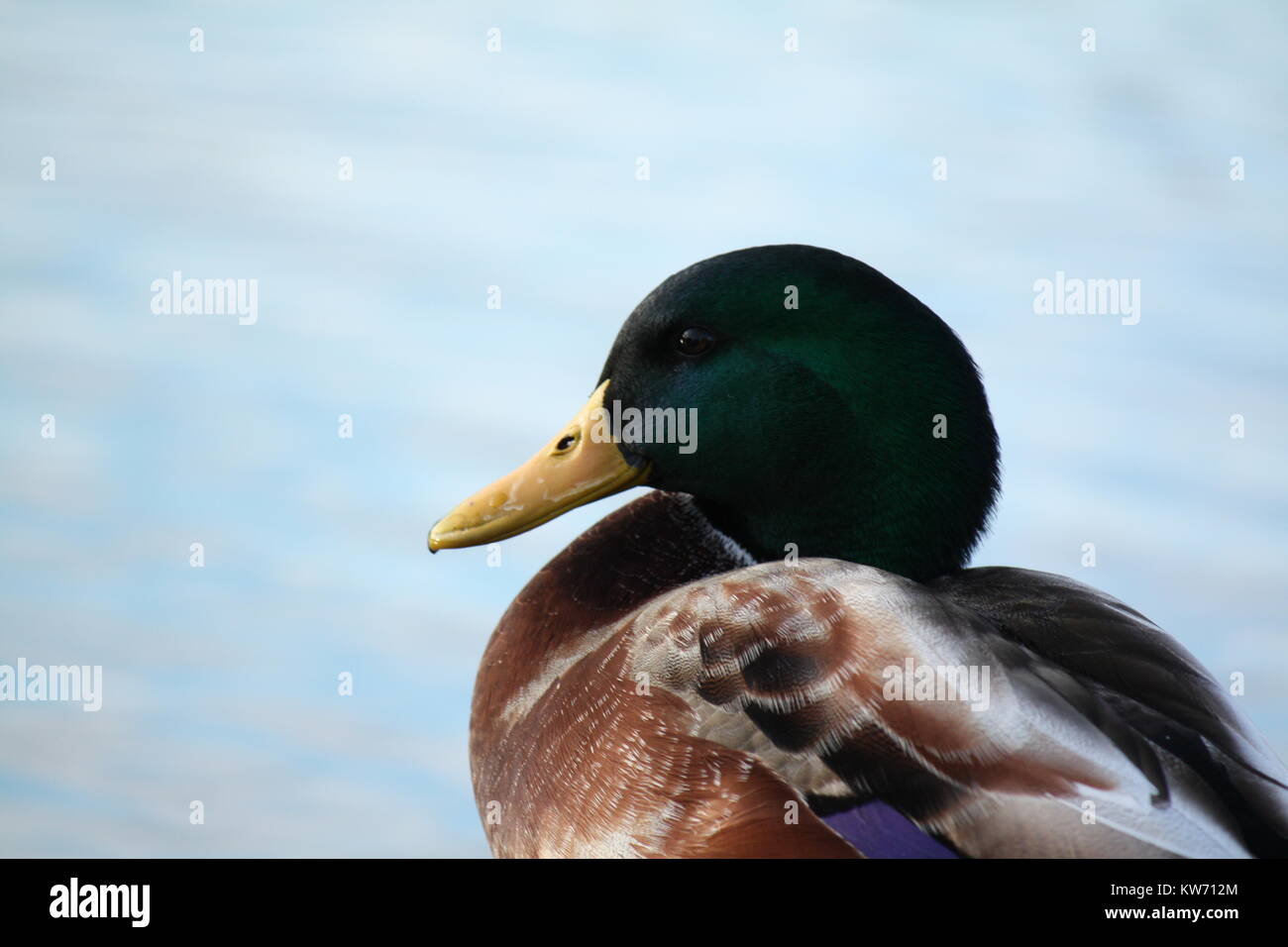 Close up of a mallard duck Stock Photo