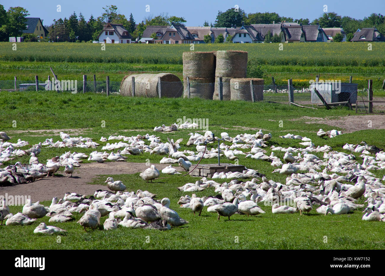 Poultry farm hires stock photography and images Alamy