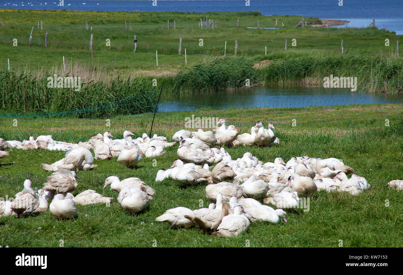 Gooses, poultry farm at the village Mursewiek, Ummanz, Ruegen island, Mecklenburg-Western Pomerania, Baltic Sea, Germany, Europe Stock Photo