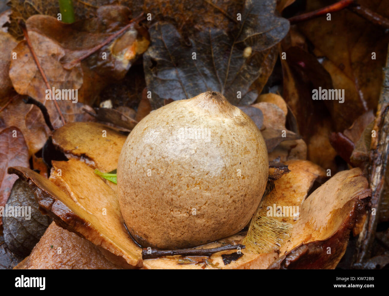 Puffball of Collared earthstar in leaf litter Stock Photo