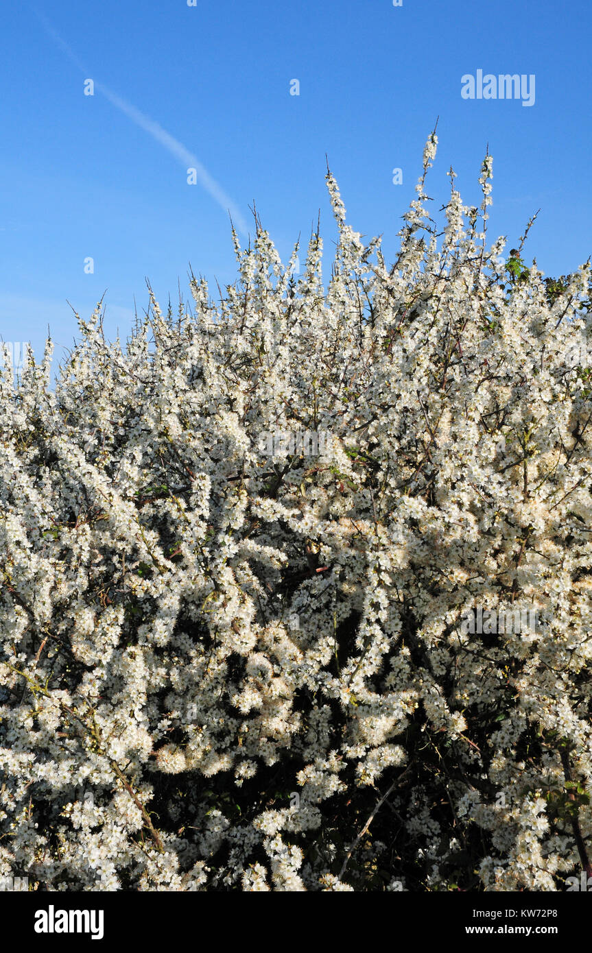 Blackthorn hedge in bloom.  Prunus spinosa. West Susses Coastal Plain Stock Photo