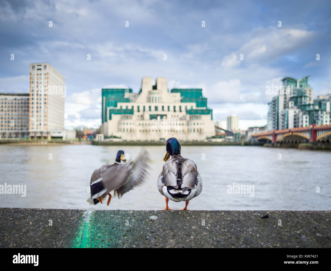 A pair of ducks (one landing) on a wall opposite the  MI6 building on the River Thames Stock Photo