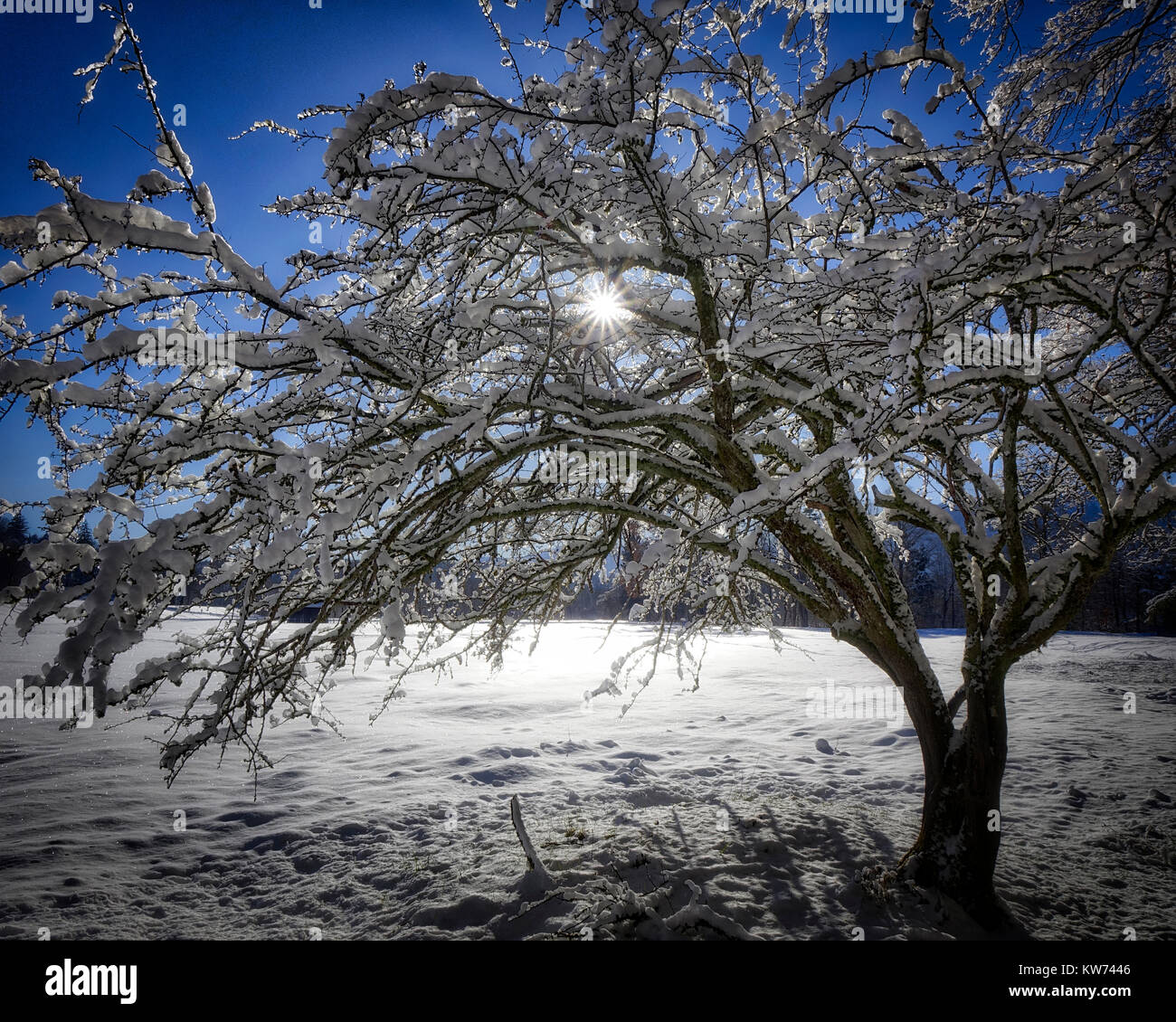 DE - BAVARIA: Winter scene near Moralt Alm at Bad Toelz  (HDR Image) Stock Photo