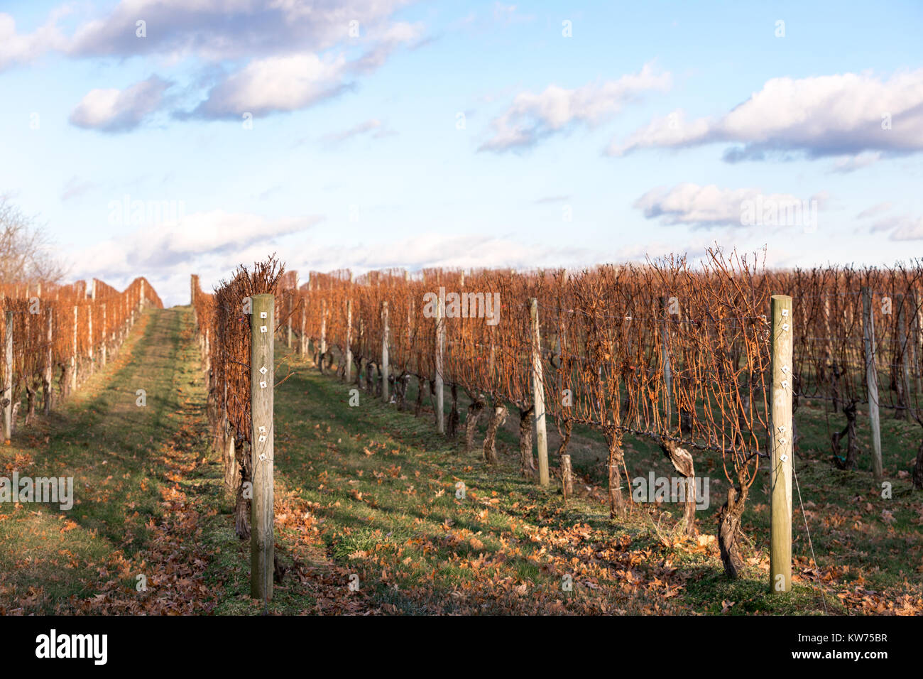 vineyard in long island, ny Stock Photo