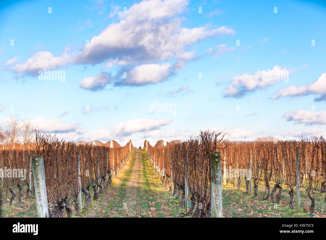 vineyard in long island, ny Stock Photo