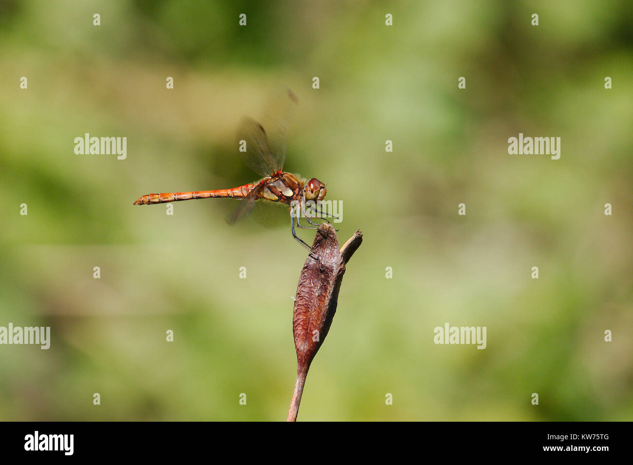 Dragonfly landing on a plant, the dragon fly is commonly known as a ...
