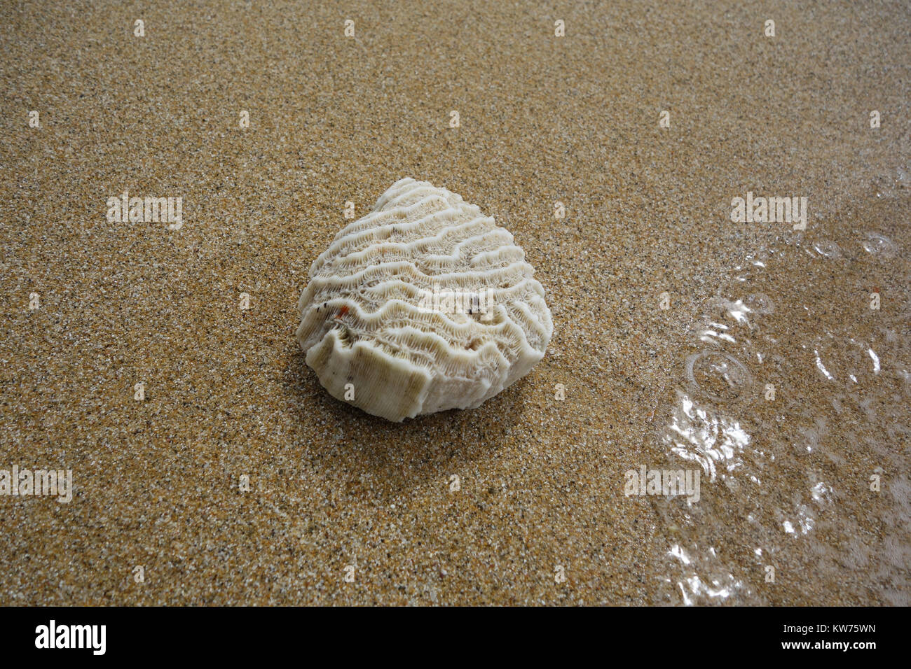 stony coral on the beach Stock Photo